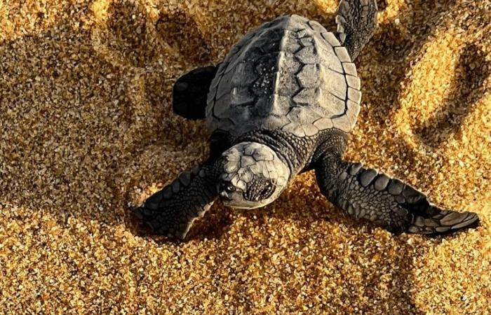 En Guyane, une nouvelle saison « inquiétante » pour la ponte des tortues marines