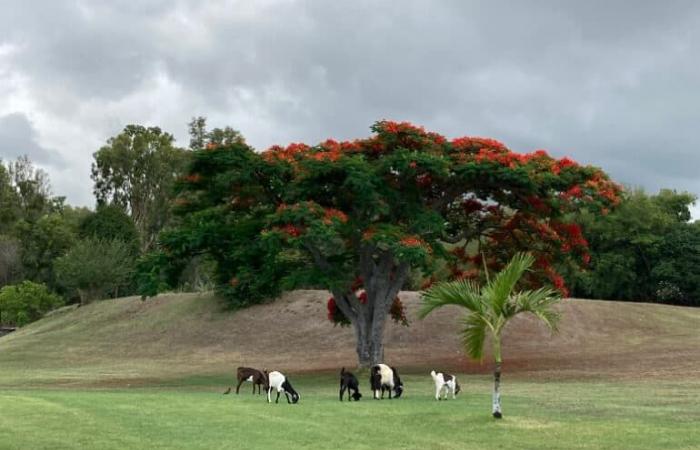 Pluie de talents locaux pour le rendez-vous de double à La Réunion, malgré la sécheresse au Bassin Bleu