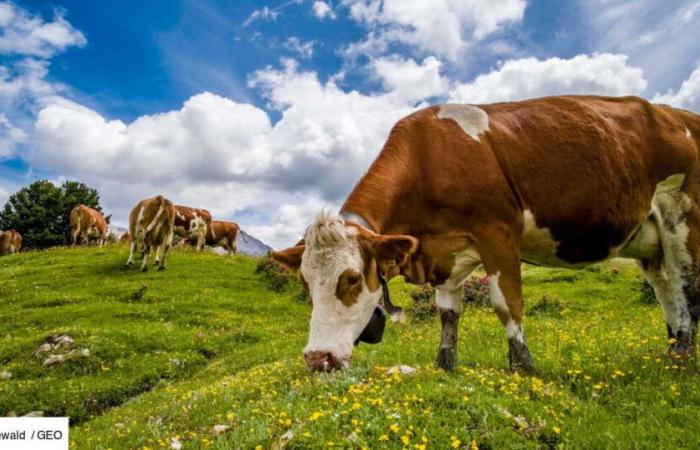 La solution au méthane polluant émis par les vaches se trouve au fond de l’océan