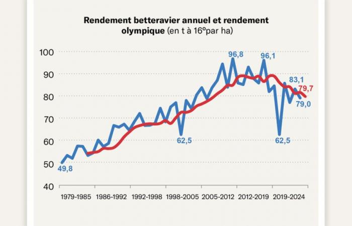 Une année décevante pour les rendements et les prix de la betterave