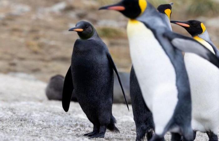 Un manchot entièrement noir repéré sur une île de l’Atlantique Sud