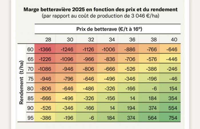 Une année décevante pour les rendements et les prix de la betterave