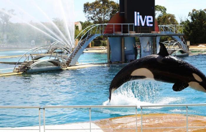 Qu’arrivera-t-il aux animaux après la fermeture du parc aquatique ?