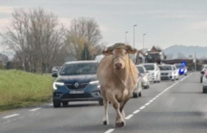 Une vache s’échappe d’un marché aux bestiaux du Lot-et-Garonne et sème la panique sur la route