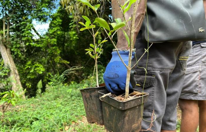 Une opération de reboisement dans la vallée du Gouloué pour préserver la ressource en eau à Mayotte