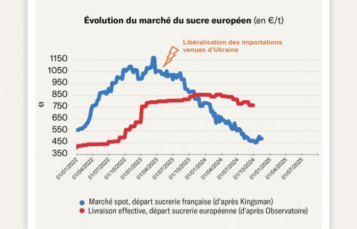 Une année décevante pour les rendements et les prix de la betterave