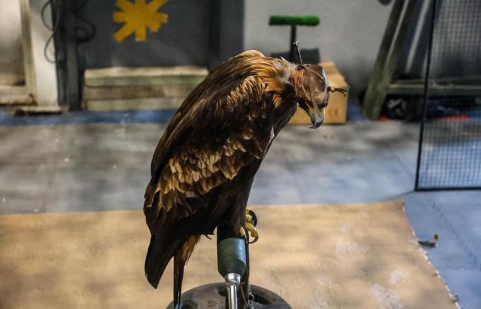 6 400 oiseaux de concours au parc des expositions d’Agen