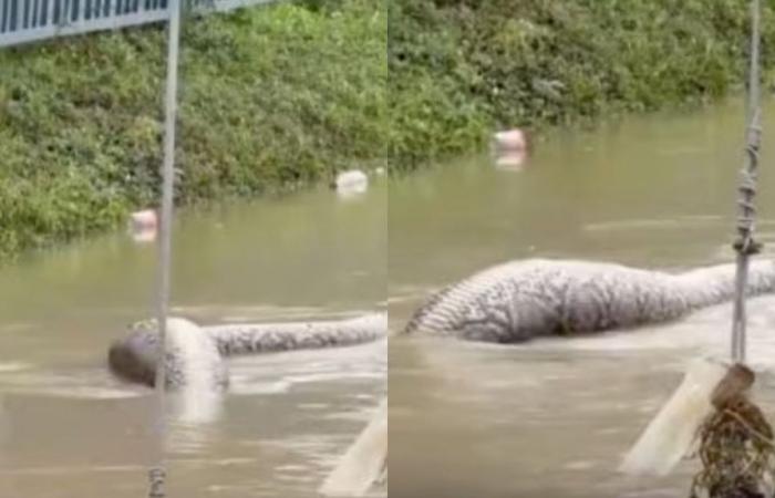 Un python géant vu en train de manger un chien dans une rue inondée en Thaïlande