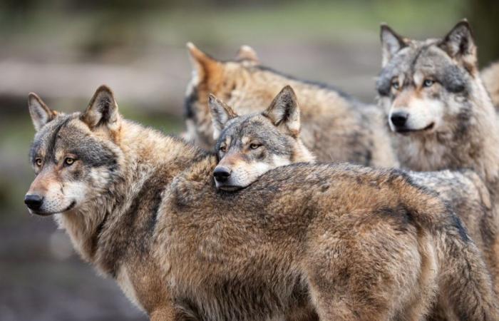 Une prime de 1 000 euros en échange d’un loup mort ? Un syndicat agricole devant le tribunal