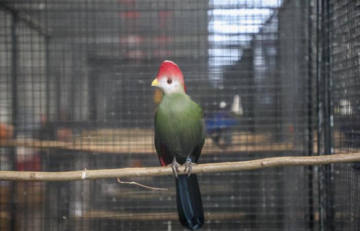 6 400 oiseaux de concours au parc des expositions d’Agen