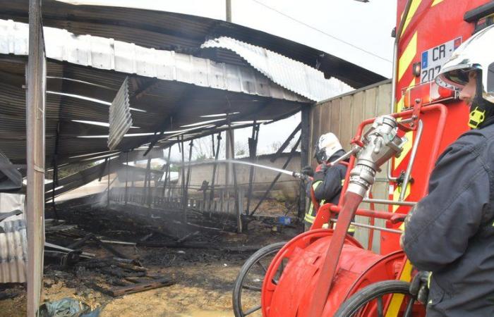 «Nous les avons tous appelés par leurs prénoms.» 80 brebis et 30 agneaux sont morts dans l’incendie d’une bergerie dans les Pyrénées. Des éleveurs dévastés par le chagrin.