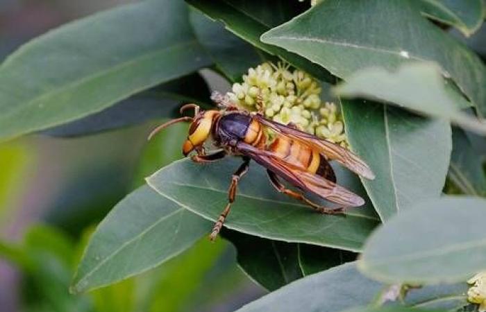 Un frelon géant qui inquiète les chercheurs repéré pour la première fois en Europe