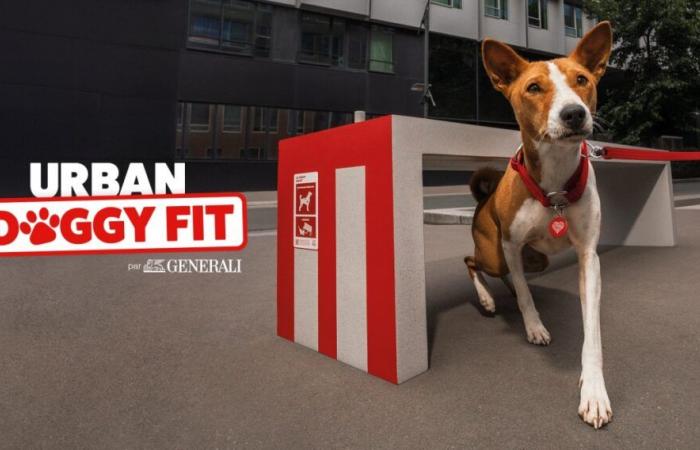 URBAN DOGGY FIT – Hit Parade