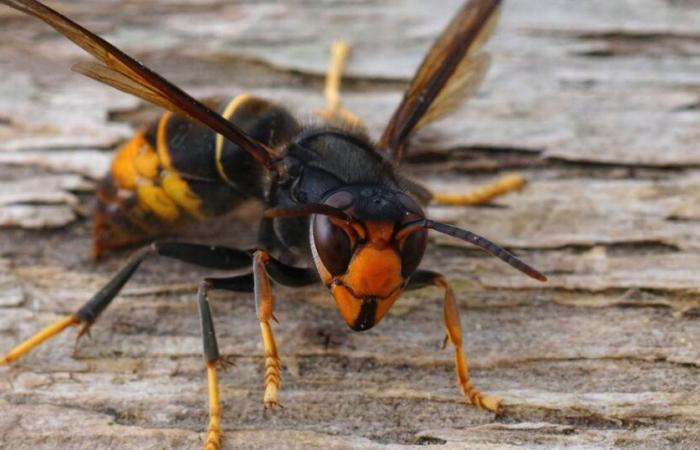 la découverte d’une nouvelle espèce de frelon sème la panique