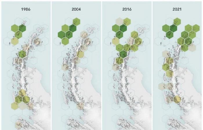 En seulement 35 ans, l’Antarctique connaît une couverture végétale inquiétante