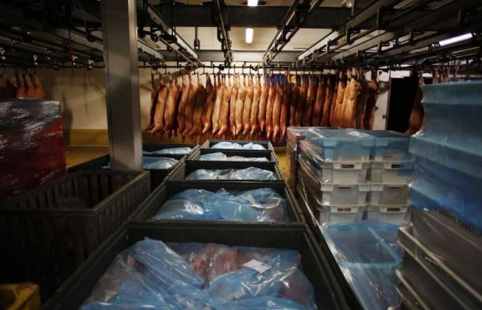 L214 saisit le tribunal administratif en référé après la réouverture temporaire d’un abattoir en Savoie