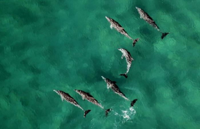 Train de nuit, Montagne d’Or, dauphins… Cinq bonnes nouvelles pour terminer l’année en beauté