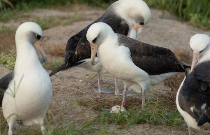 A 74 ans, une femelle albatros pond un œuf, du jamais vu chez les oiseaux sauvages