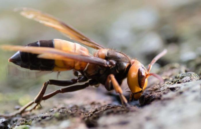 un nouveau frelon venu d’Asie a été aperçu pour la première fois en Europe !