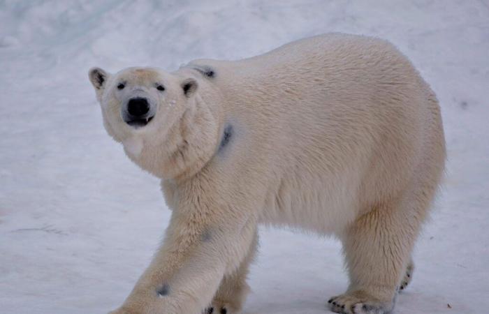 Le changement climatique modifie le microbiome intestinal des ours polaires