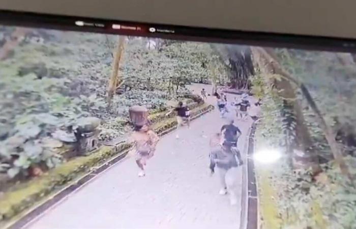 Deux touristes sont morts après la chute d’un arbre dans une attraction touristique populaire de Bali