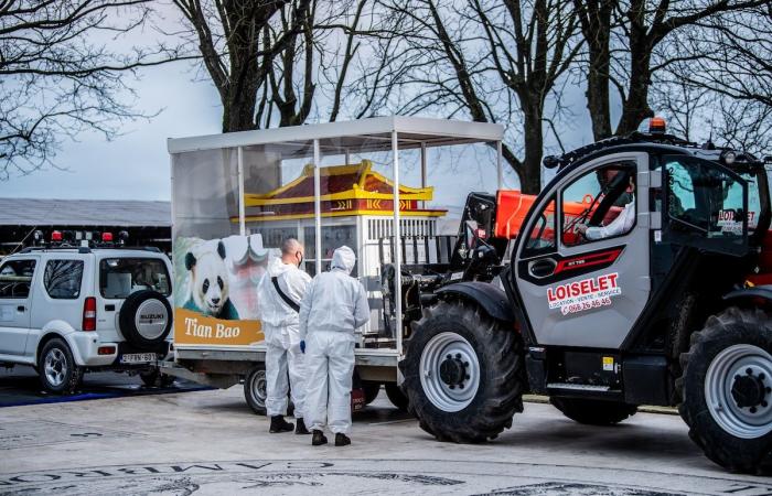 les trois pandas nés en Belgique se rendent en Chine devant un public nombreux