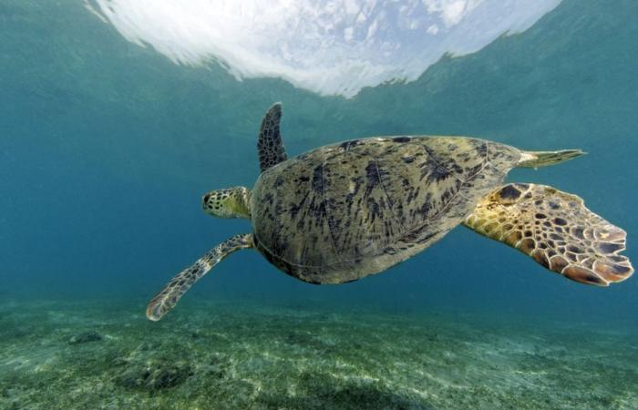 “on a plus de tortues nicheuses qu’à La Réunion, l’enjeu c’est de les protéger”