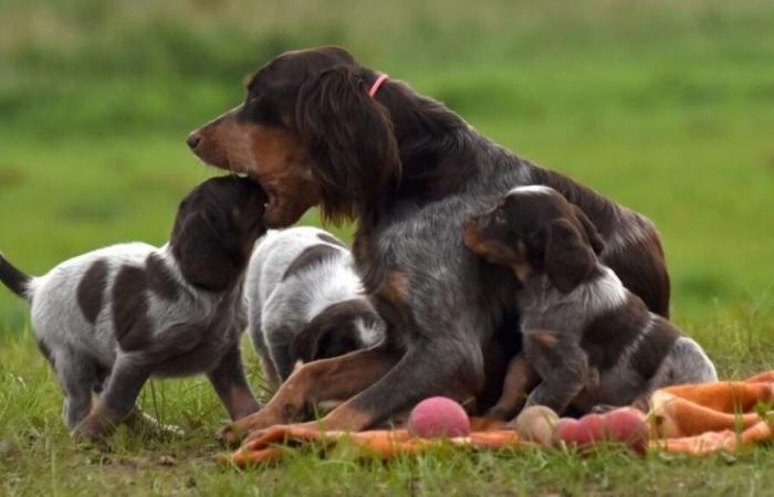 Dans la Somme, un couple élève des races de chiens rares