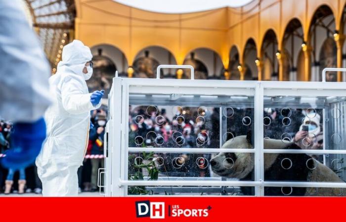 les trois pandas nés en Belgique se rendent en Chine devant un public nombreux