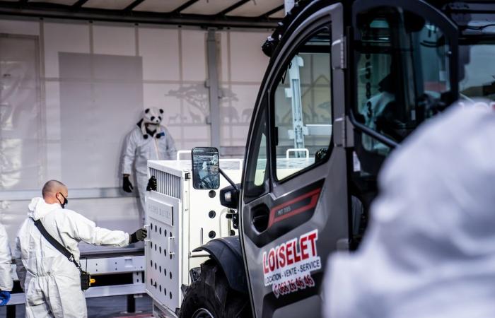 les trois pandas nés en Belgique se rendent en Chine devant un public nombreux