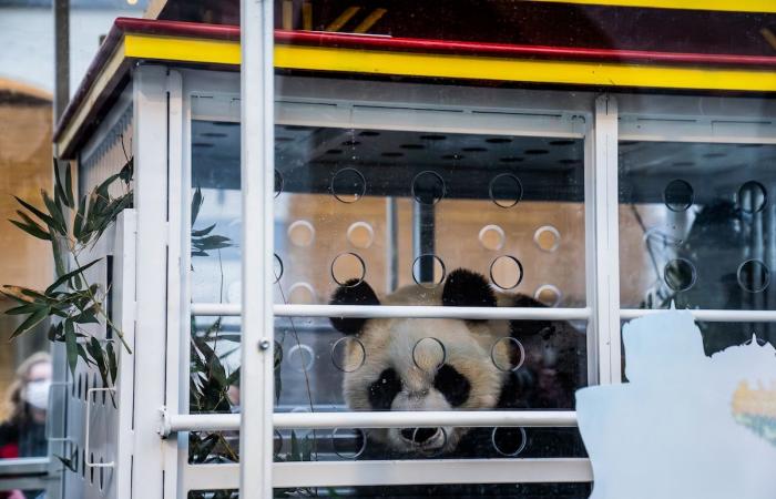 les trois pandas nés en Belgique se rendent en Chine devant un public nombreux