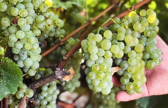 Les Vignerons Indépendants du GARD font leur cinéma !