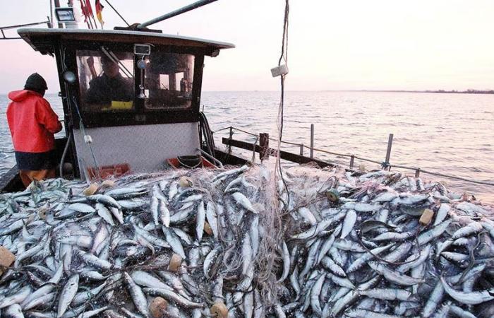 Hausse de 6% de la valeur des produits de la pêche commercialisés à fin novembre