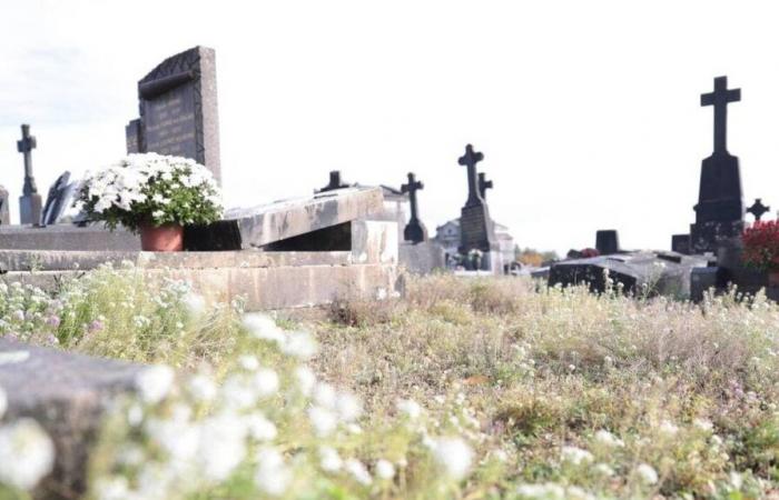 Cimetière, animaux errants… Plusieurs tarifs augmentés de 3% à partir du 1er janvier 2025 en Mayenne