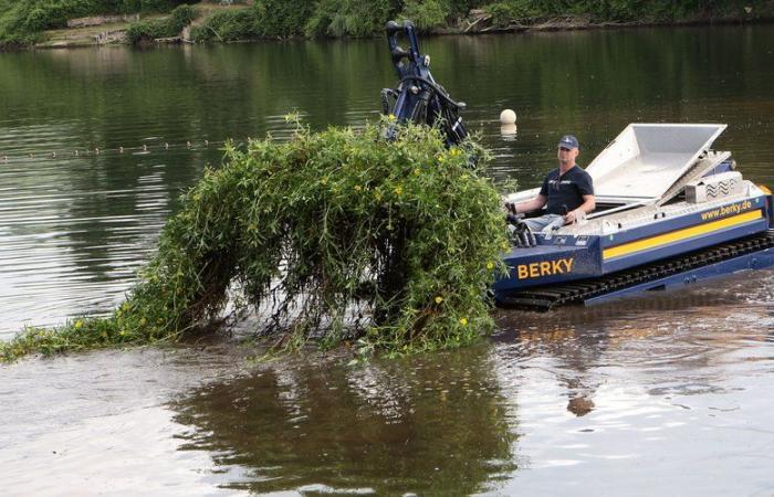 VIDÉO. Un « réservoir de rivière » révolutionnaire à 300 000 euros pour sauver les eaux du Lot d’une plante envahissante