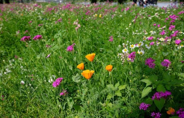 un projet de préservation des prairies et d’un élevage durable