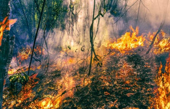 Le Gouvernement de Galice renforce sa collaboration avec les municipalités de Lobios et O Carballiño contre les incendies de forêt