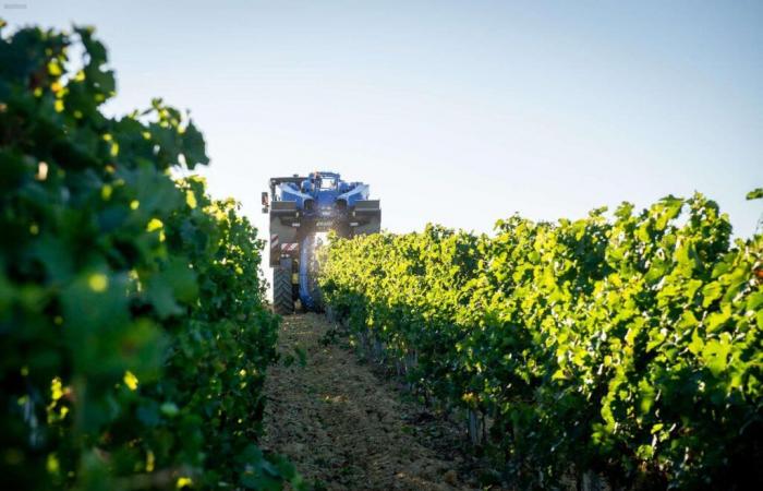 une année difficile, notamment pour le kiwi et la viticulture