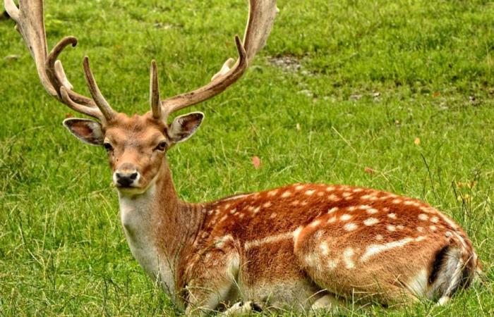 Une enquête a été ouverte après un accident lors d’une chasse à courre dans l’Orne – Angers Info