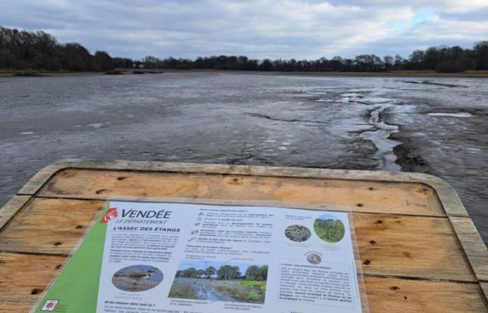 EN IMAGES – En Vendée, la cité des oiseaux se refait une beauté