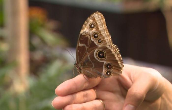 Papillons en vol au Musée canadien de la nature jusqu’au 4 janvier 2026