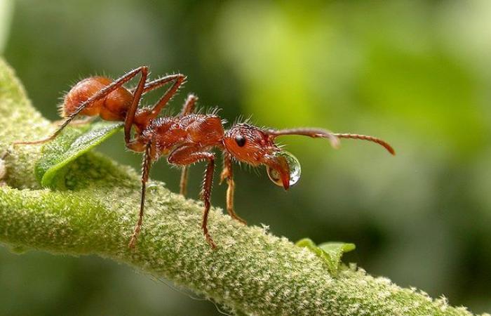 Pourquoi l’efficacité de la fourmi rouge « croque-mort » devrait nous inspirer