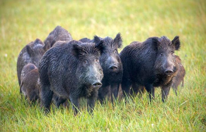 Collisions routières, jardins renversés, chien éventré, sangliers terrorisent une petite commune du Gard !