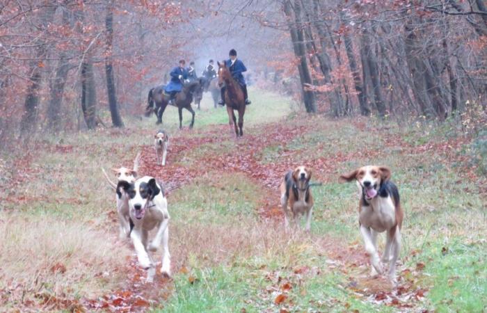 La société française de chasse ouvre une enquête interne après la mort d’un cerf dans l’Orne