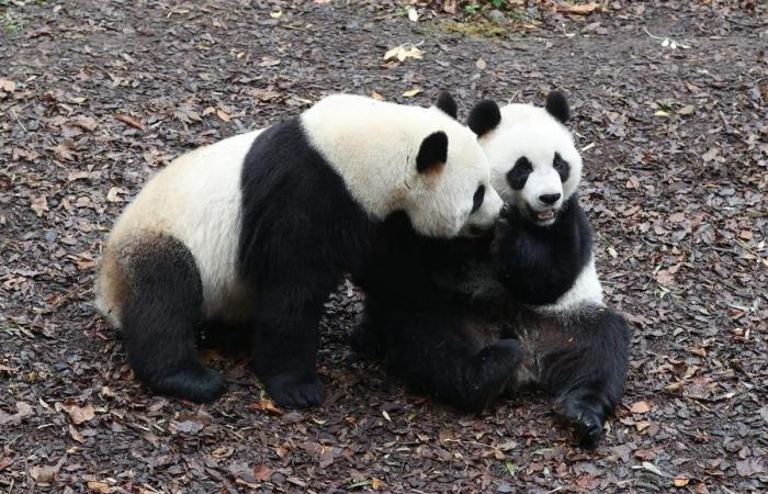 (Multimédia) Trois pandas géants quittent la Belgique pour la Chine – Xinhua