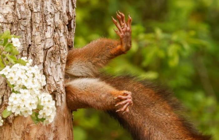 Écureuil coincé dans une trompe, aigle échevelé… les lauréats des Comedy Wildlife Photography Awards 2024 ont été désignés