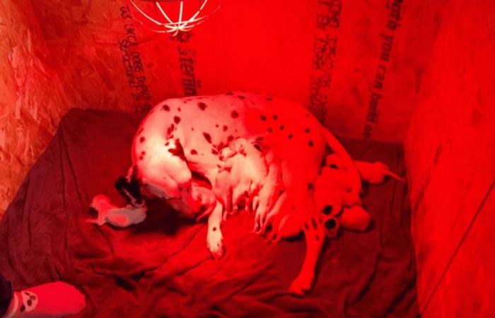 un Dalmatien égale le record du monde avec 19 chiots