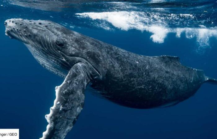 une baleine à bosse a fait le plus long voyage jamais observé