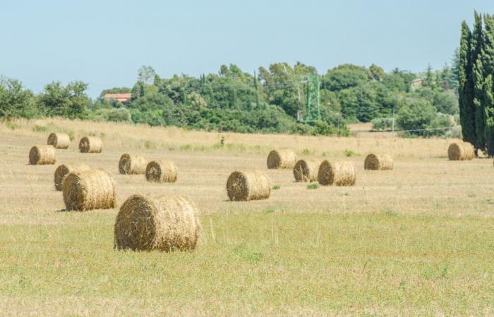 La grande fête agricole et forestière de l’UPA