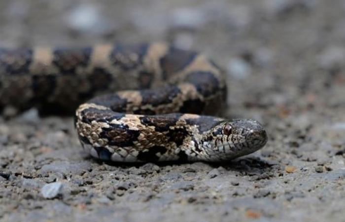 Focus sur ces 3 espèces de serpents, les plus rares en Amérique du Nord